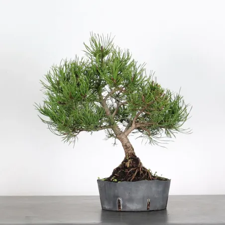 BONSAI PINUS MUGO 1-21