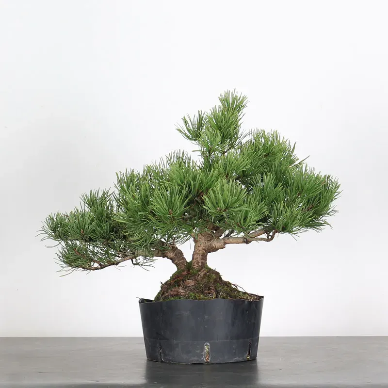 BONSAI PINUS MUGO 1-22