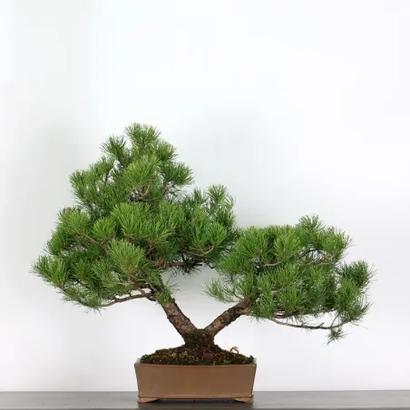 BONSAI PIN MUGO 1-23