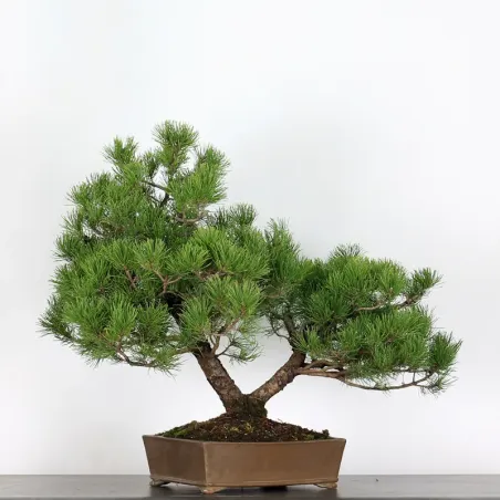 image supplémentaire - BONSAI PIN MUGO 1-23