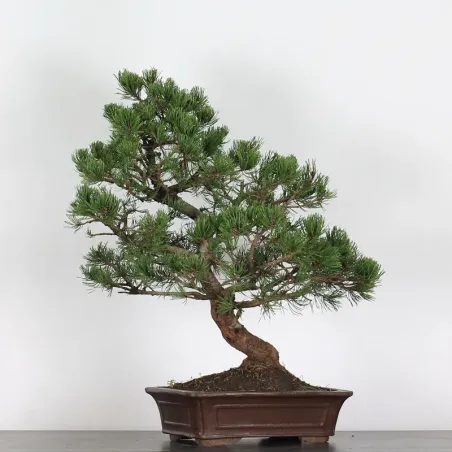 BONSAI PIN MUGO 1-24