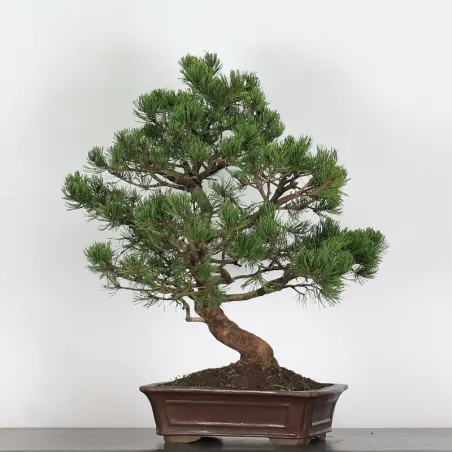 image supplémentaire - BONSAI PIN MUGO 1-24