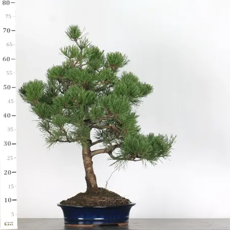 image supplémentaire - BONSAI PIN MUGO 1-25