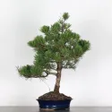 BONSAI PIN MUGO 1-25