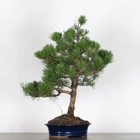 BONSAI PIN MUGO 1-25