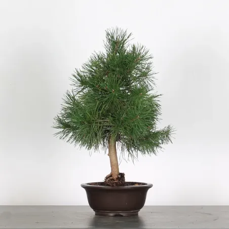 PREBONSAI PINUS SYLVESTRIS 1-3