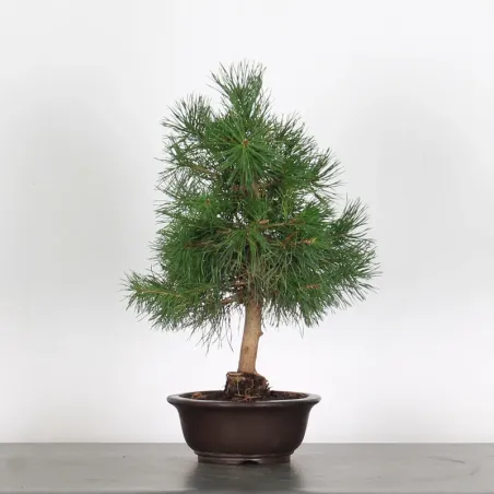 image supplémentaire - PREBONSAI PIN SYLVESTRE 1-3