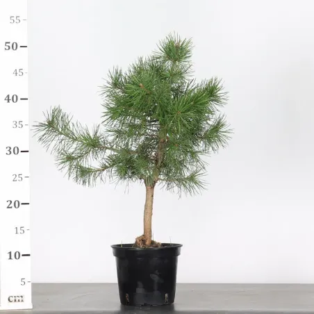 image supplémentaire - PREBONSAI PIN SYLVESTRE 1-4