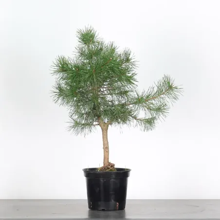 PREBONSAI PIN SYLVESTRE 1-4