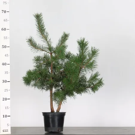 image supplémentaire - PREBONSAI PIN SYLVESTRE 1-6