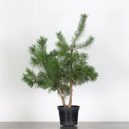 PREBONSAI PINUS SYLVESTRIS 1-6