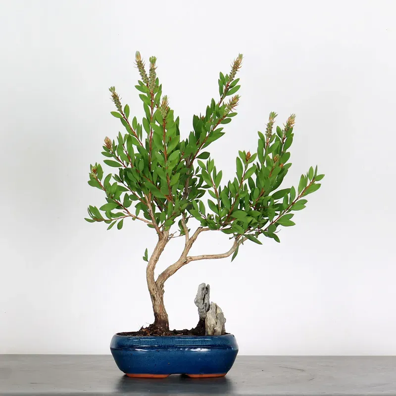 BONSAI CALLISTEMON 1-1