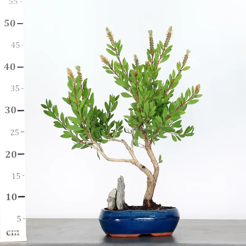 image supplémentaire - BONSAI CALLISTEMON 1-1