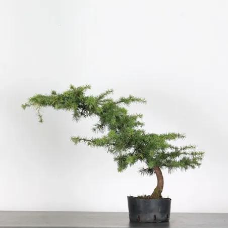 PREBONSAI Atlas cedar "atlantic cedar" 1-2