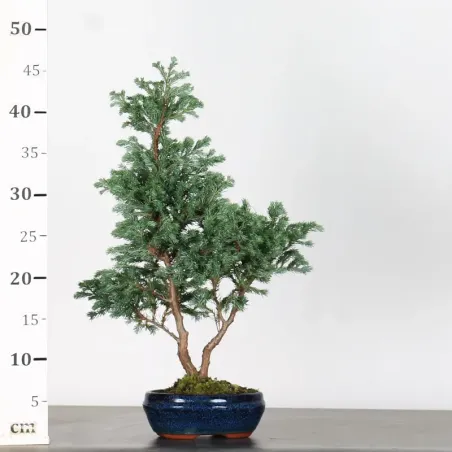 image supplémentaire - Faux cyprès du sawara 3-20