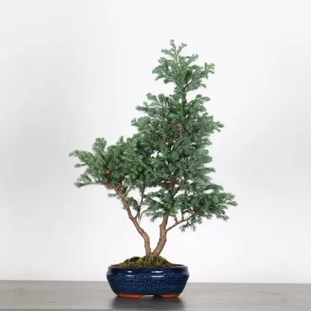 Faux cyprès du sawara 3-20