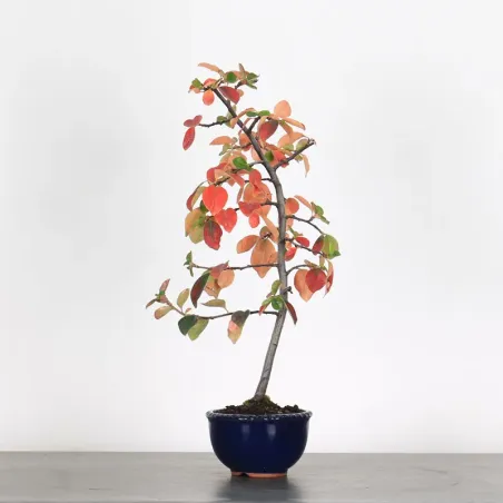 Bonsai Chaenomeles Japonica