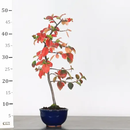 image supplémentaire - QUINCE "CYDONIA OBLONGA" 1-8