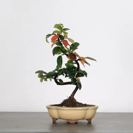 Bonsai Chaenomeles Japonica