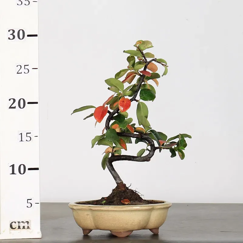 image supplémentaire - COGNASSIER "CYDONIA...