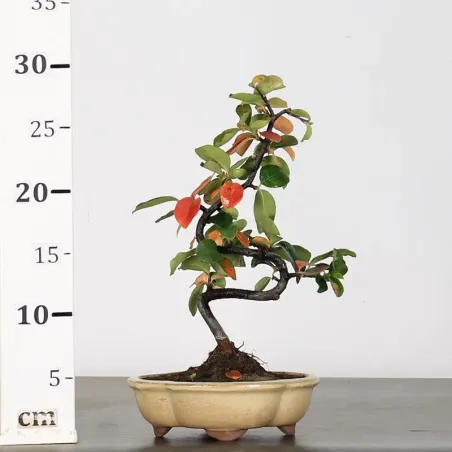 image supplémentaire - QUINCE "CYDONIA OBLONGA" 1-12