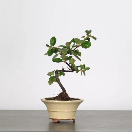 Quince "cydonia oblonga" 2-7