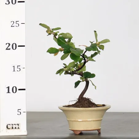 image supplémentaire - Cognassier "cydonia...