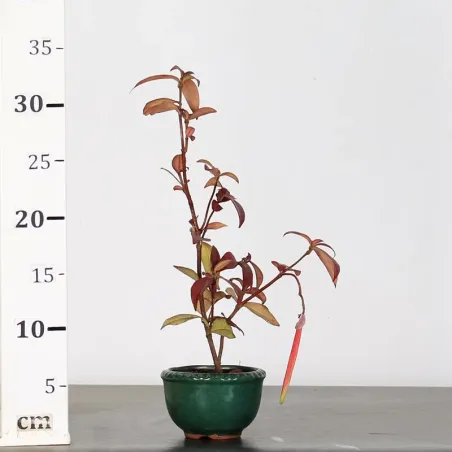 image supplémentaire - JASMIN "JASMINUM" 1-1