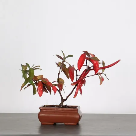 Bonsai Jasmin