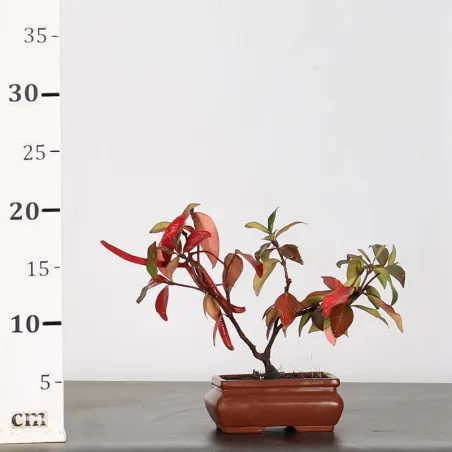 image supplémentaire - JASMINE "JASMINUM" 1-5