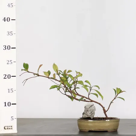 image supplémentaire - JASMINE "JASMINUM" 1-6