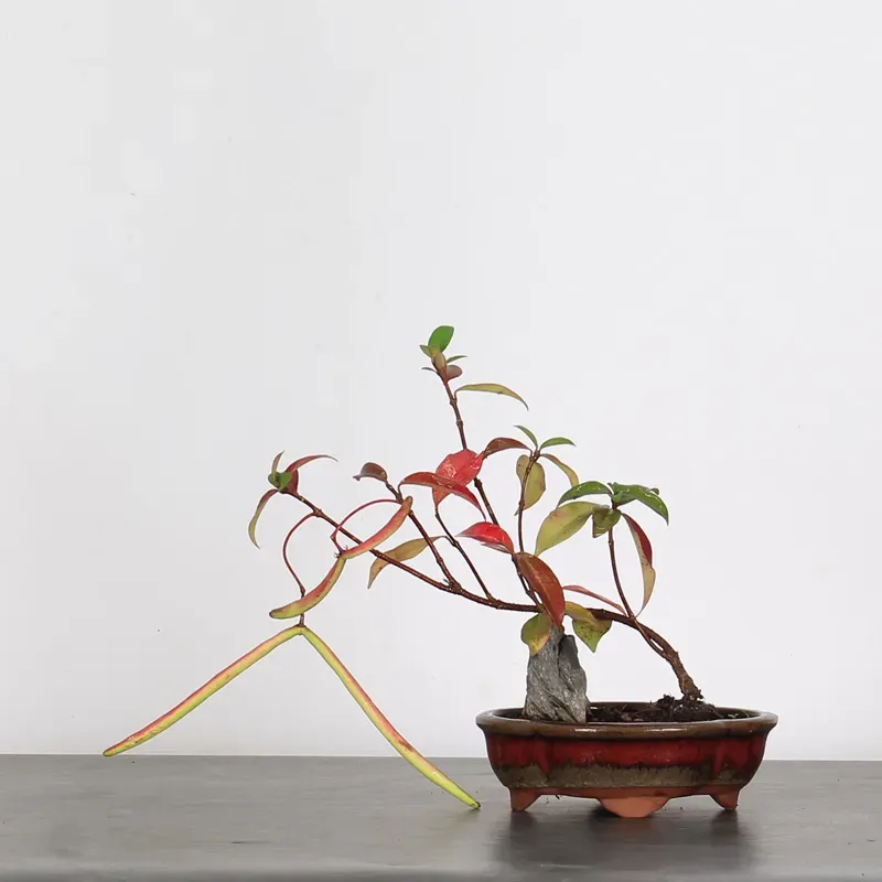 Bonsai Jasmin