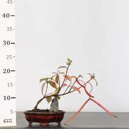 image supplémentaire - JASMINE "JASMINUM" 1-7