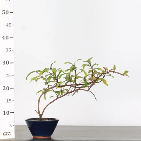 image supplémentaire - JASMIN "JASMINUM" 1-8