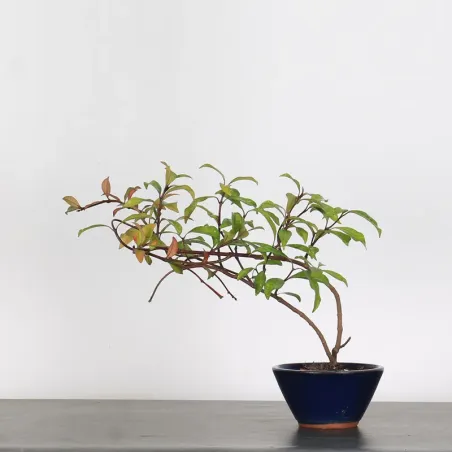 Bonsai Jasmin