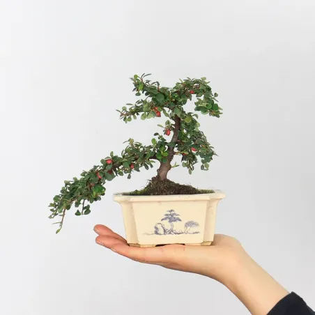 Bonsai Cotoneaster