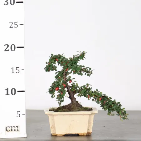 image supplémentaire - COTONÉASTER "HORIZONTALIS" 1-1