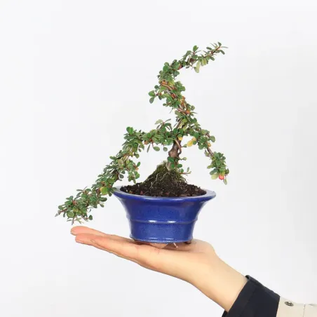 Bonsai Cotoneaster