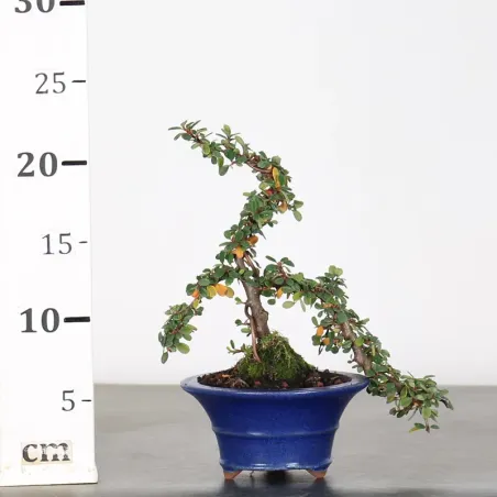 image supplémentaire - COTONÉASTER "HORIZONTALIS" 1-2