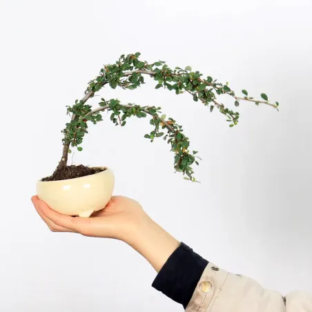 image supplémentaire - COTONÉASTER "HORIZONTALIS" 1-7