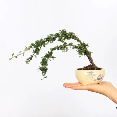 Bonsai Cotoneaster