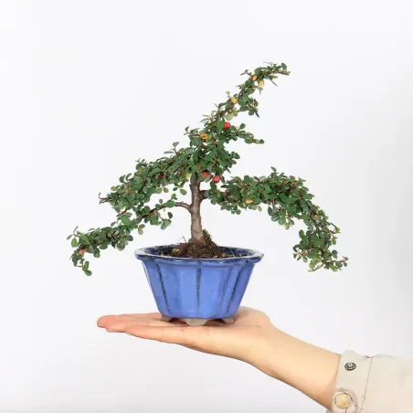 Bonsai Cotoneaster