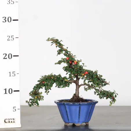 image supplémentaire - Cotonéaster "horizontalis" 1-8