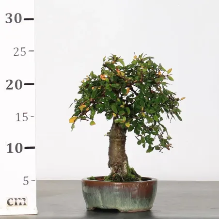 image supplémentaire - Chinese elm "ulmus...