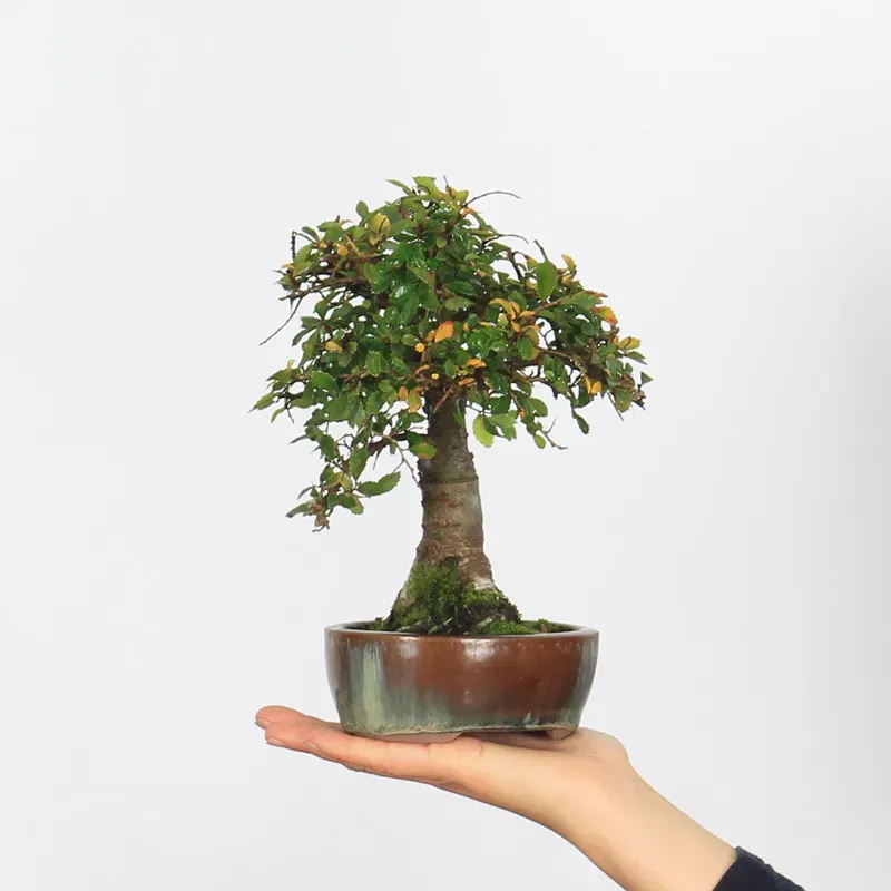 Bonsai Orme de Chine OR-1-1