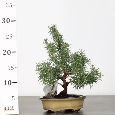 image supplémentaire - ROMARIN "ROSMARINUS" 1-2