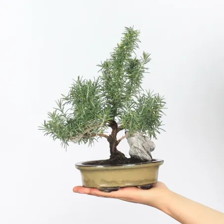 ROMARIN "ROSMARINUS" 1-2