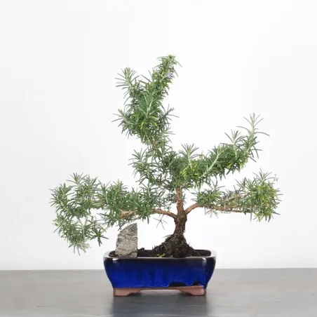 ROMARIN "ROSMARINUS" 1-3