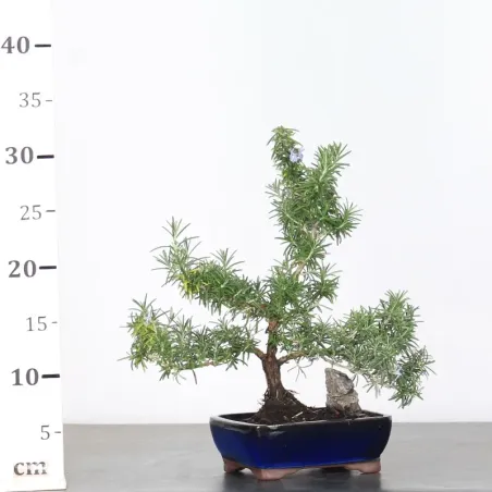 image supplémentaire - ROMARIN "ROSMARINUS" 1-3