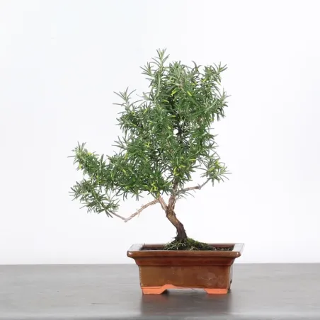 ROMARIN "ROSMARINUS" 1-4